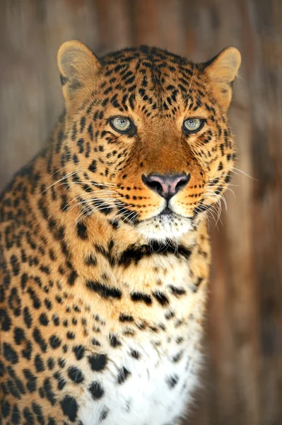 Portret Leopard — Zdjęcie stockowe