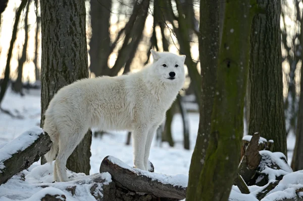 Polar wolf — Stockfoto