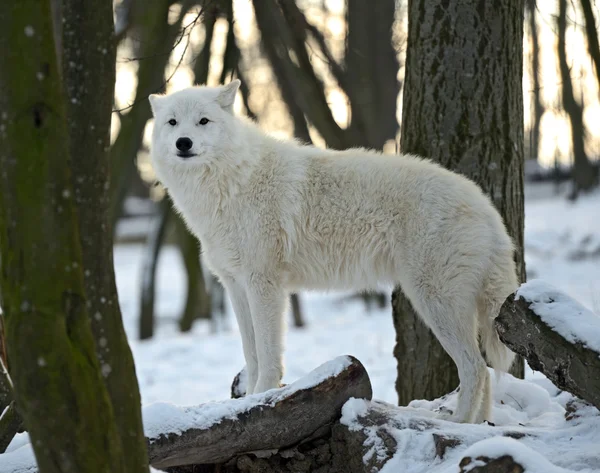 Wilk polarny — Zdjęcie stockowe