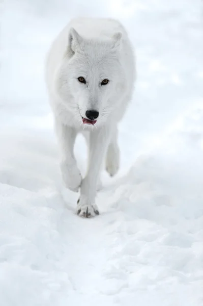 Polar wolf — Stockfoto