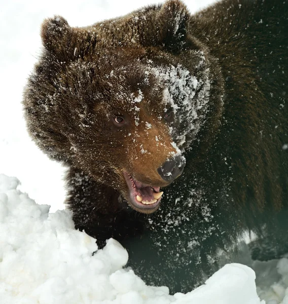 Бурый медведь — стоковое фото