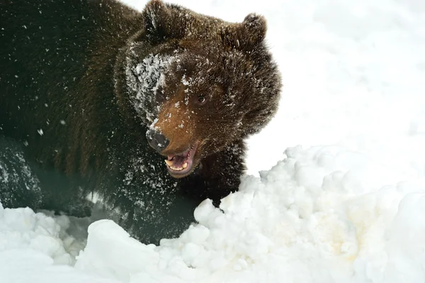 Medvěd hnědý — Stock fotografie
