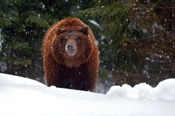 Urso castanho — Fotografia de Stock