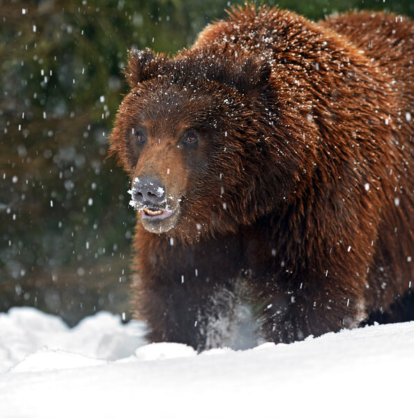 Бурый медведь