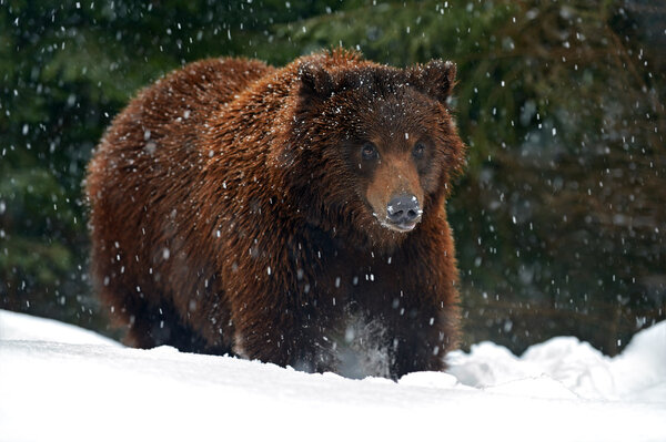 Бурый медведь