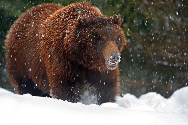 Бурый медведь
