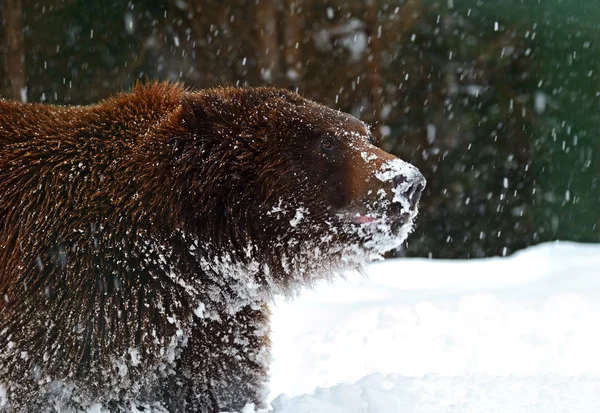 Urso castanho — Fotografia de Stock