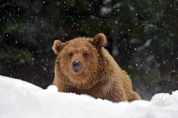 Orso bruno — Foto Stock