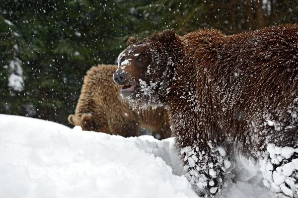 Brown bear — Stock Photo, Image