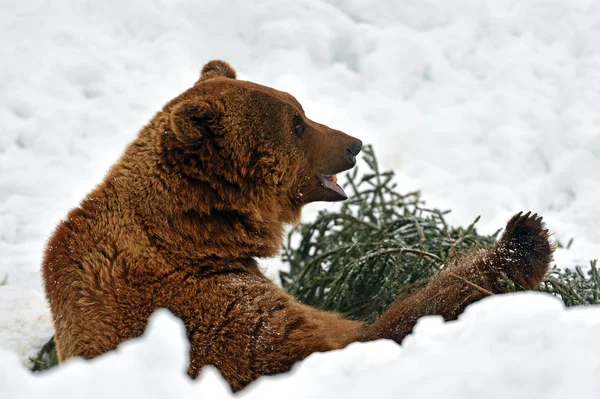 Urso castanho — Fotografia de Stock