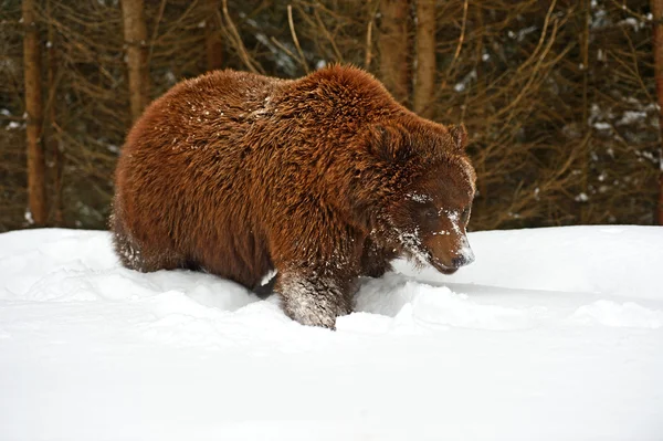 Brown bear — Stock Photo, Image