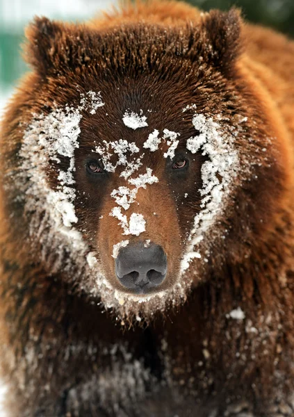 Orso bruno — Foto Stock