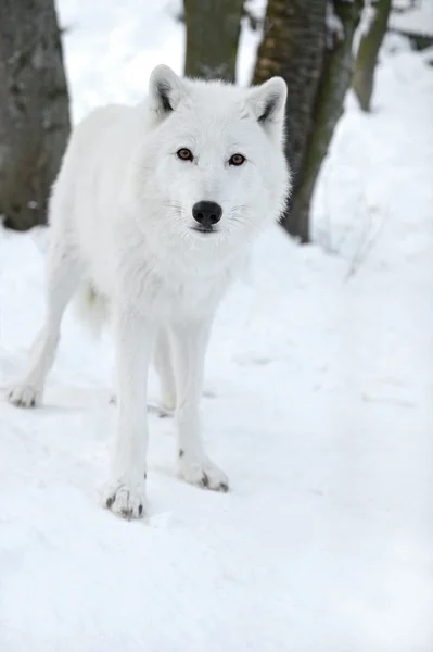 Polar wolf Stockbild