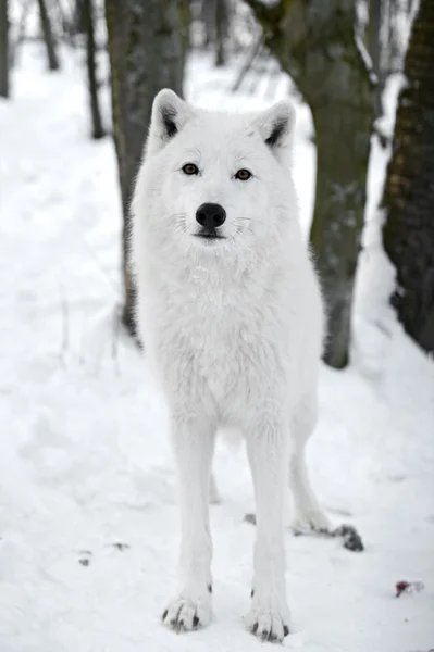 Polar wolf Stock Image