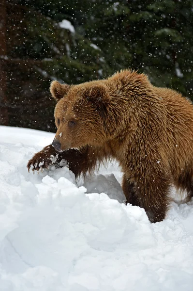 Brown bear — Stock Photo, Image