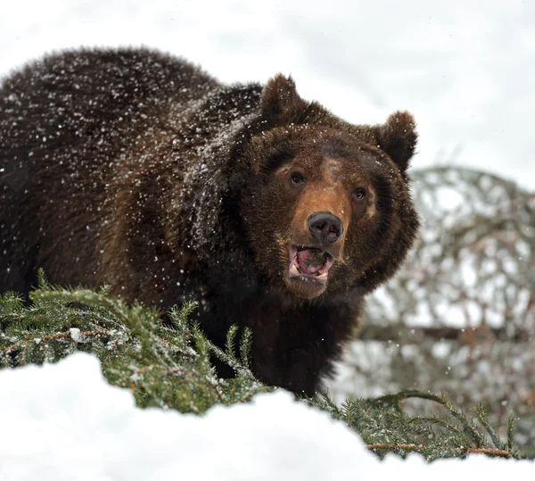 Braunbär — Stockfoto