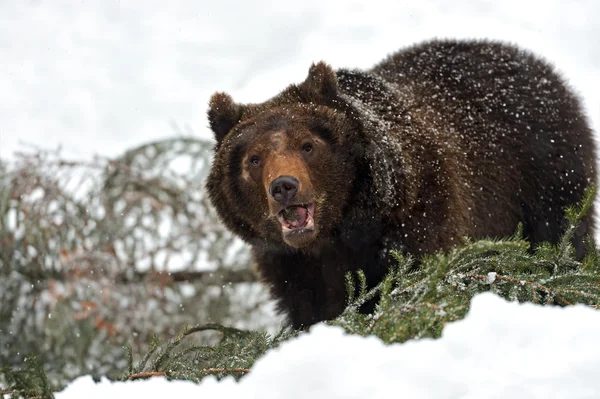 Braunbär — Stockfoto