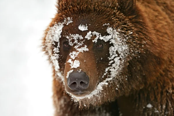 Urso castanho — Fotografia de Stock