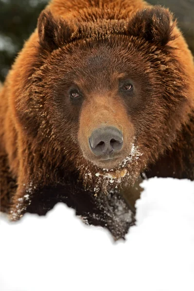 Urso castanho — Fotografia de Stock