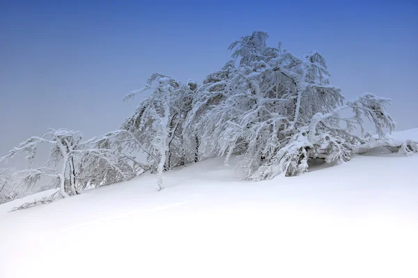 Journée givrée en montagne Carpates — Photo