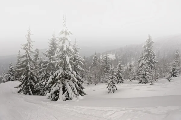 Frostiger Tag in den Gebirgskarpaten, Ukraine. — Stockfoto