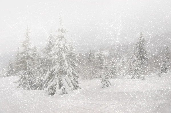Frostiger Tag in den Gebirgskarpaten, Ukraine. — Stockfoto