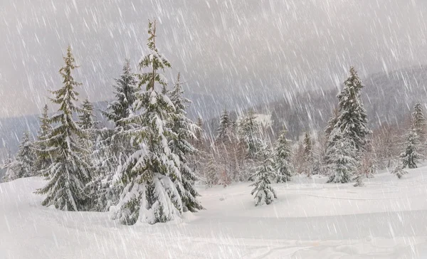 Giornata gelida in montagna Carpazi, Ucraina . — Foto Stock