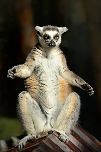 Lemur — Stok fotoğraf