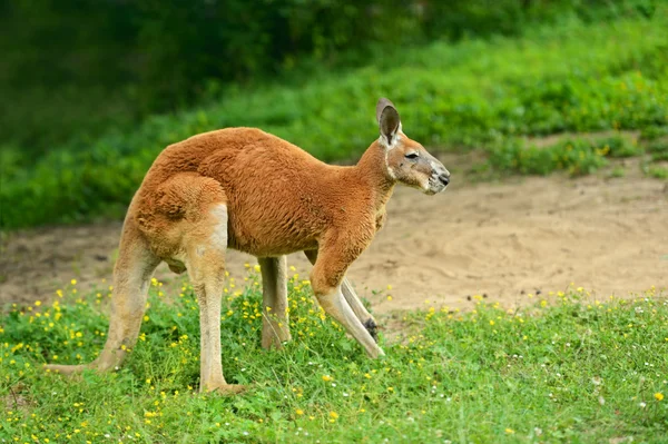 Kangoeroes — Stockfoto