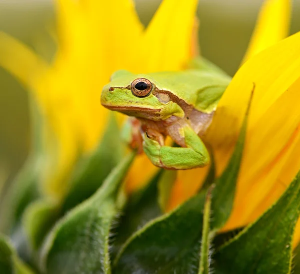 Frog — Stock Photo, Image