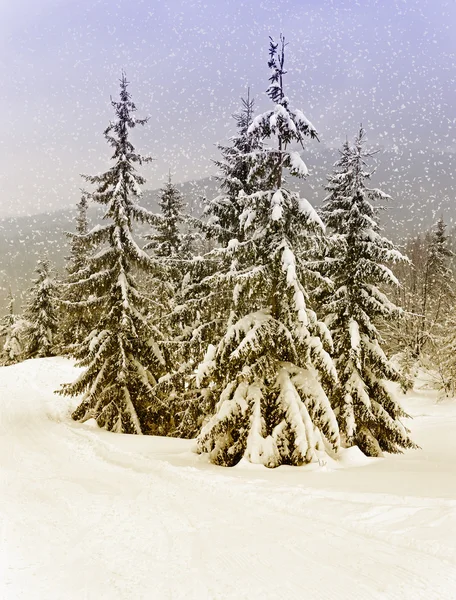 Frosty dag i bjergene Karpaterne - Stock-foto