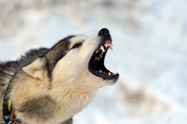 Husky köpek
