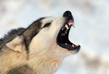 Husky köpek