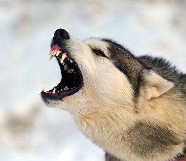 Husky köpek