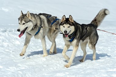 Husky köpek