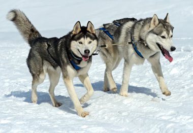 Husky köpek