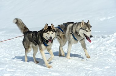 Husky köpek