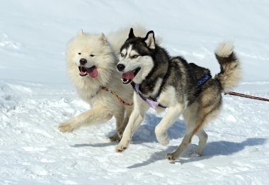 Husky köpek