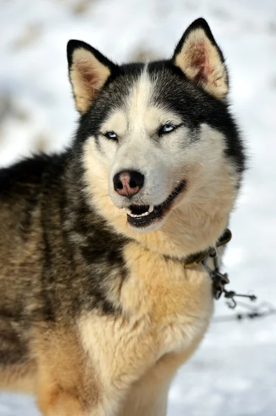 Husky hond — Stockfoto