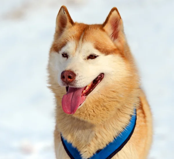 허스키 강아지 — 스톡 사진