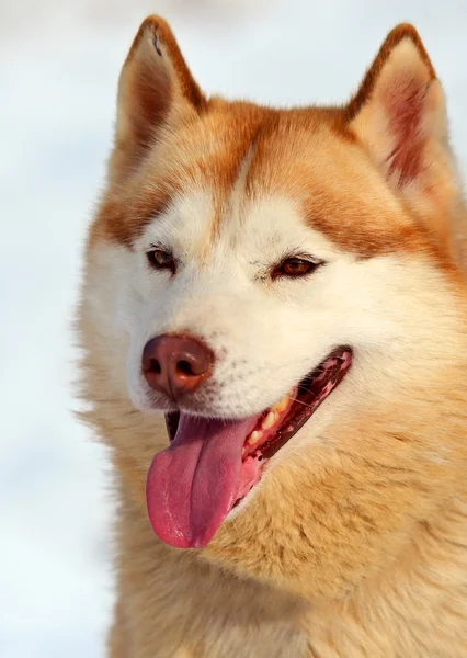 ハスキー犬 — ストック写真