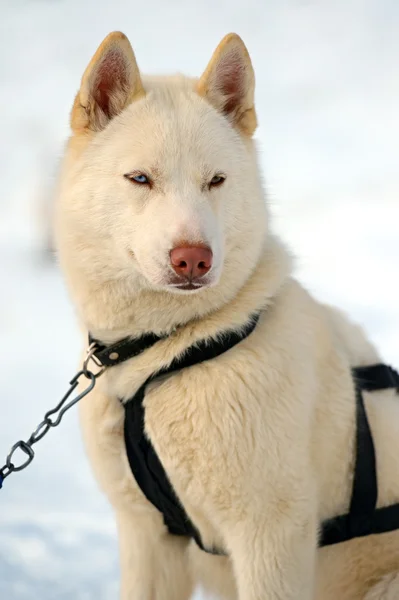 Cão Husky — Fotografia de Stock