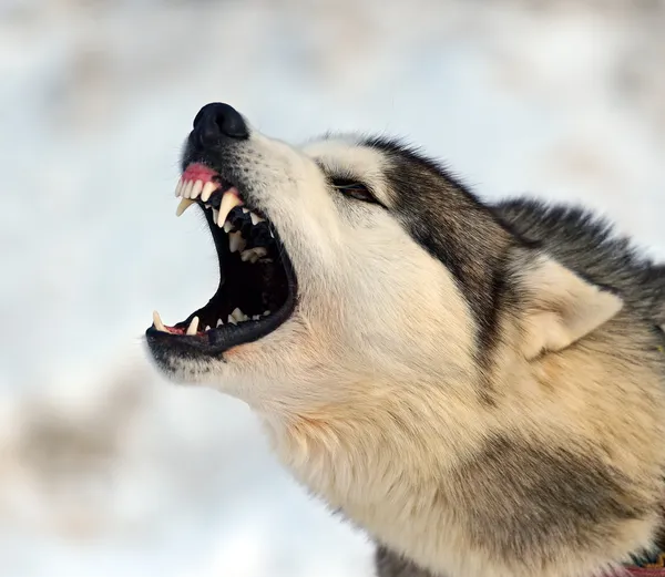 Perro Husky —  Fotos de Stock