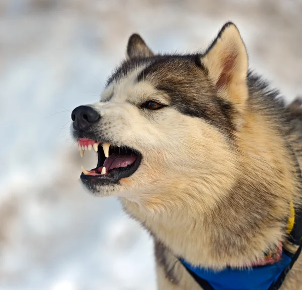 Husky hond — Stockfoto