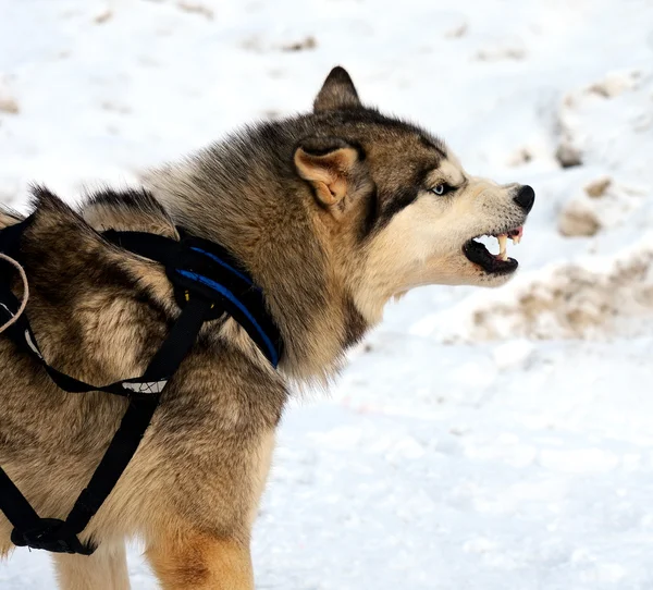 Cão Husky — Fotografia de Stock