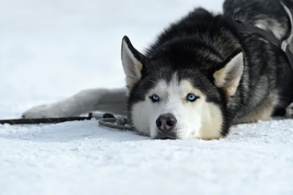 Husky pes — Stock fotografie