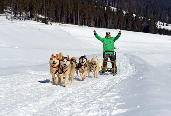 Cão Husky — Fotografia de Stock