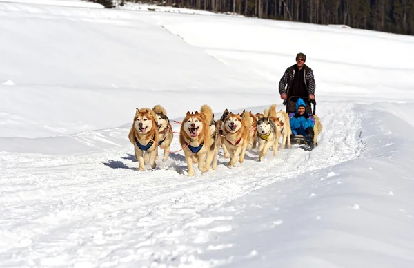 Husky pes — Stock fotografie