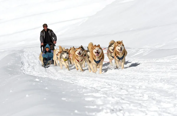 Cão Husky — Fotografia de Stock