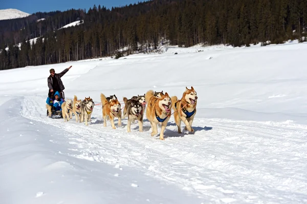 Cão Husky — Fotografia de Stock